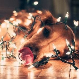 Meet your Posher, Charlotte